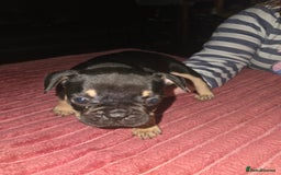 French Bulldog dogs for sale: French bull dog Puppies - Image 2