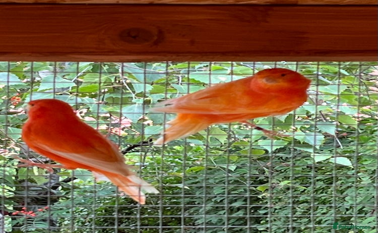 Canaries birds - Advert 3