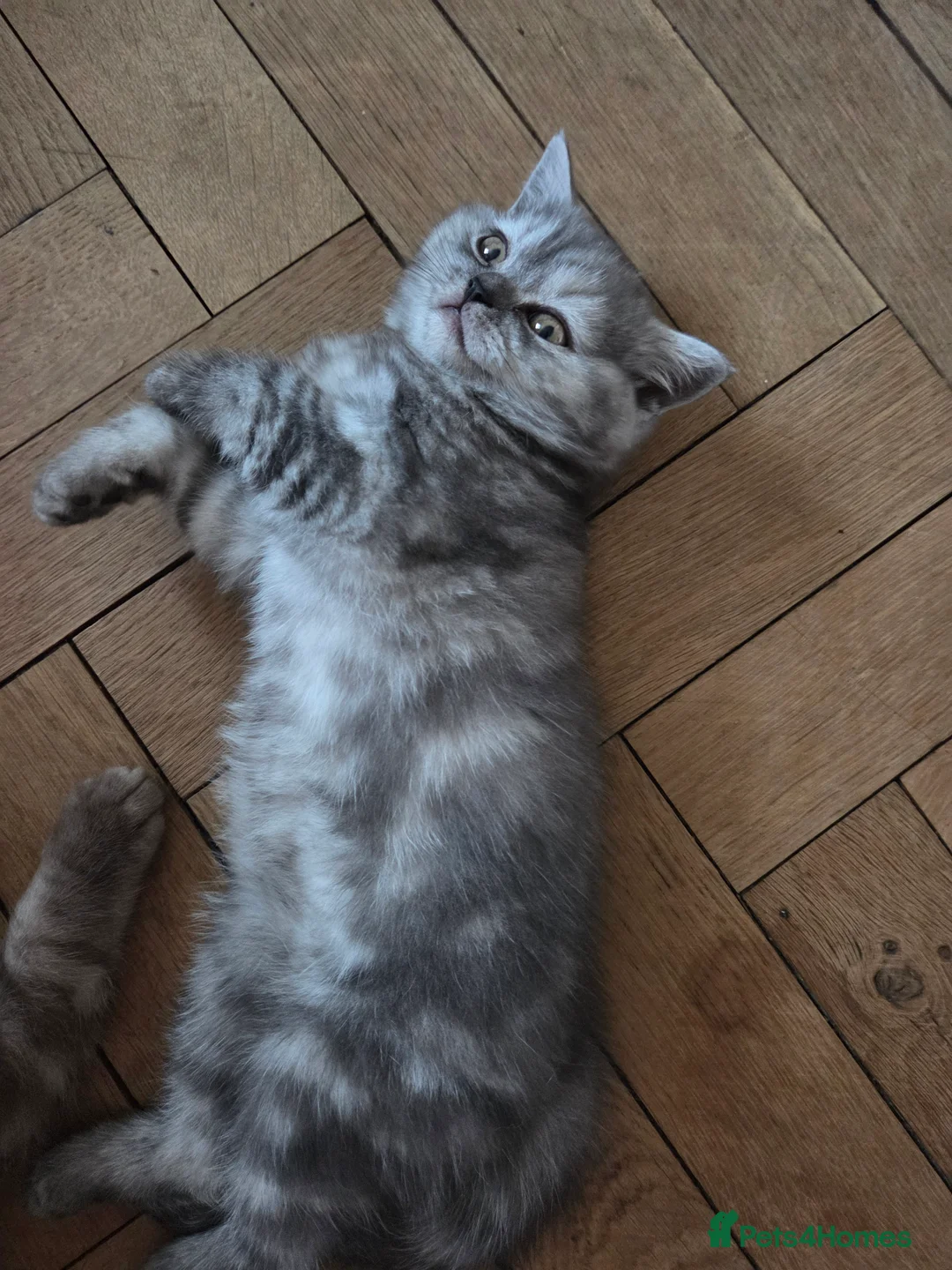 British Longhair cats for sale: British long Hair  - Advert 2