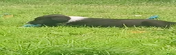 Border Collie dogs for sale: Beautiful collie pupa - Advert 12