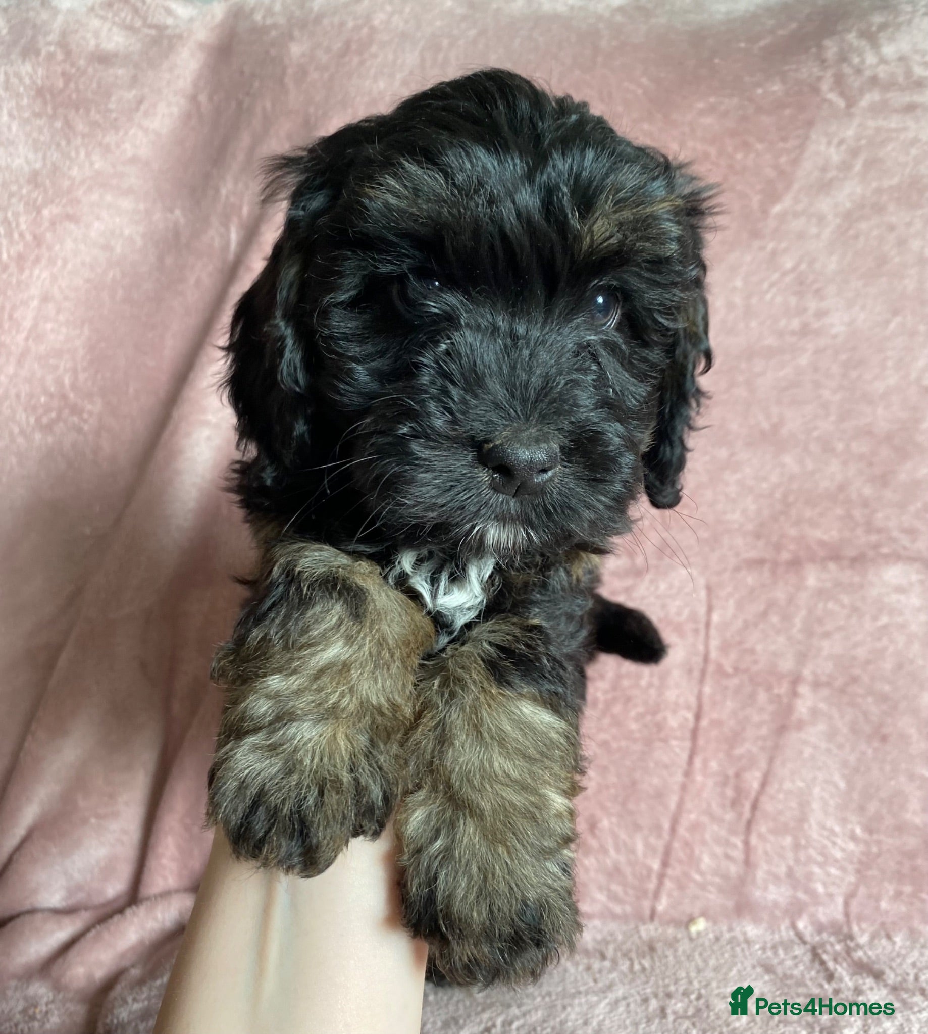 Cockapoo dogs Ready to leave F1 Cockapoo puppies *health tested* - Advert 6