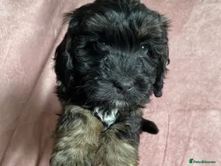 Cockapoo dogs Ready to leave F1 Cockapoo puppies *health tested* - Advert 6