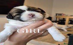 Lhasa Apso dogs for sale: Adorable Lhasa Apso Puppies  - Image 9