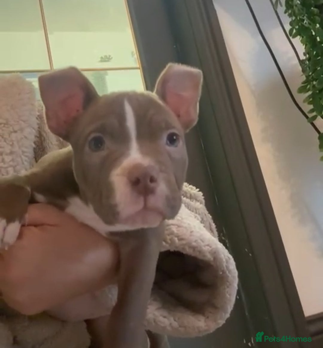 American Bully dogs for sale: ✨ Pocket bully puppies ✨ - Advert 12