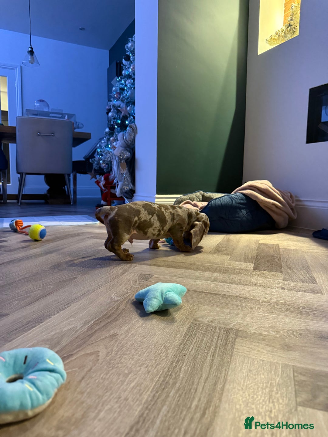 Dachshund dogs for sale: Isabelle tan male  - Advert 3