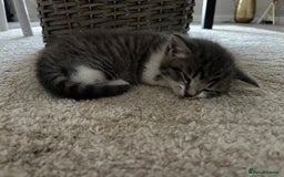 Mixed Breed cats for sale: Beautiful kittens available now  - Image 8