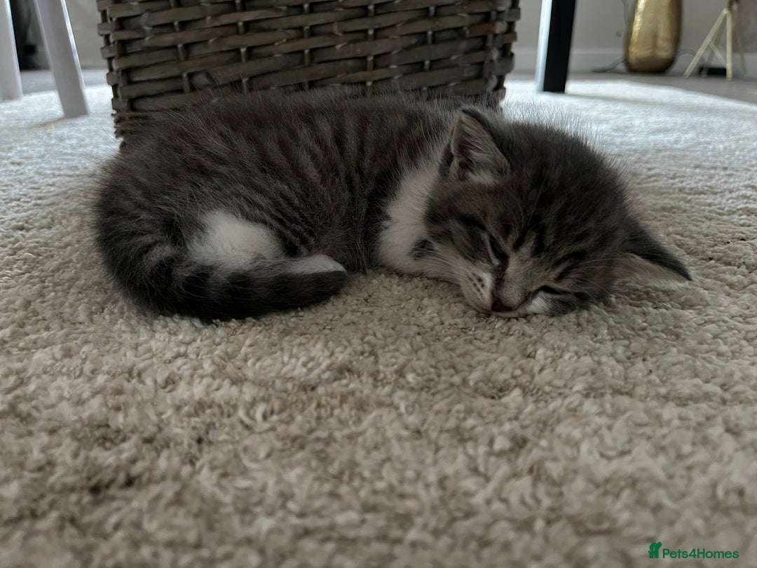 Mixed Breed cats for sale: Beautiful kittens available now  - Image 8