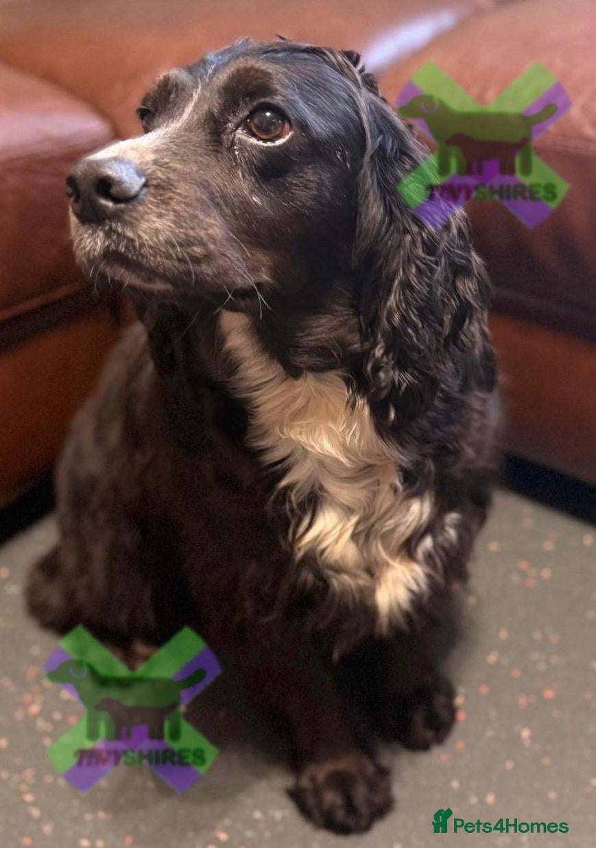 Cocker Spaniel dogs KC CHOCOLATE ROAN BOY 17 DNA HEALTH TESTED CLEAR  - Advert 2