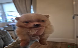 Pomeranian dogs for sale: Beautiful Pomeranian Puppies - Image 11