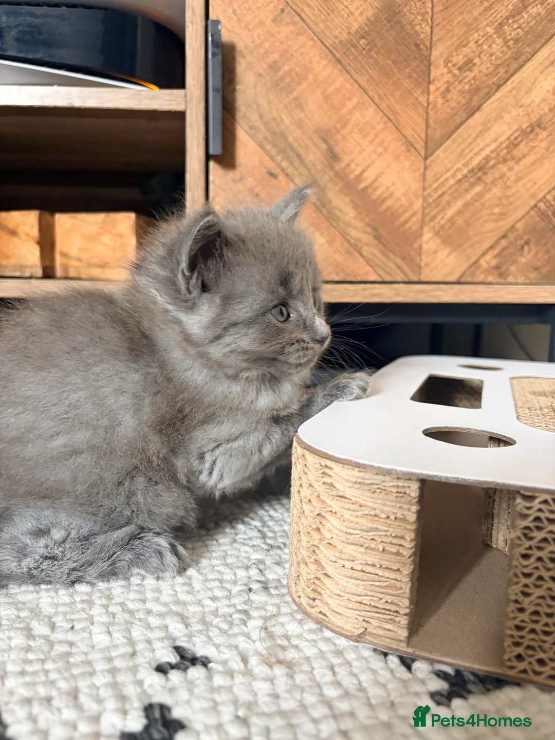 Mixed Breed cats for sale: Ready to leave - Maine coon cross boy  - Advert 13