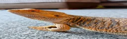 Bearded Dragon reptiles for sale: Wonderful Family Bearded Dragon For Adoption.  - Advert 4