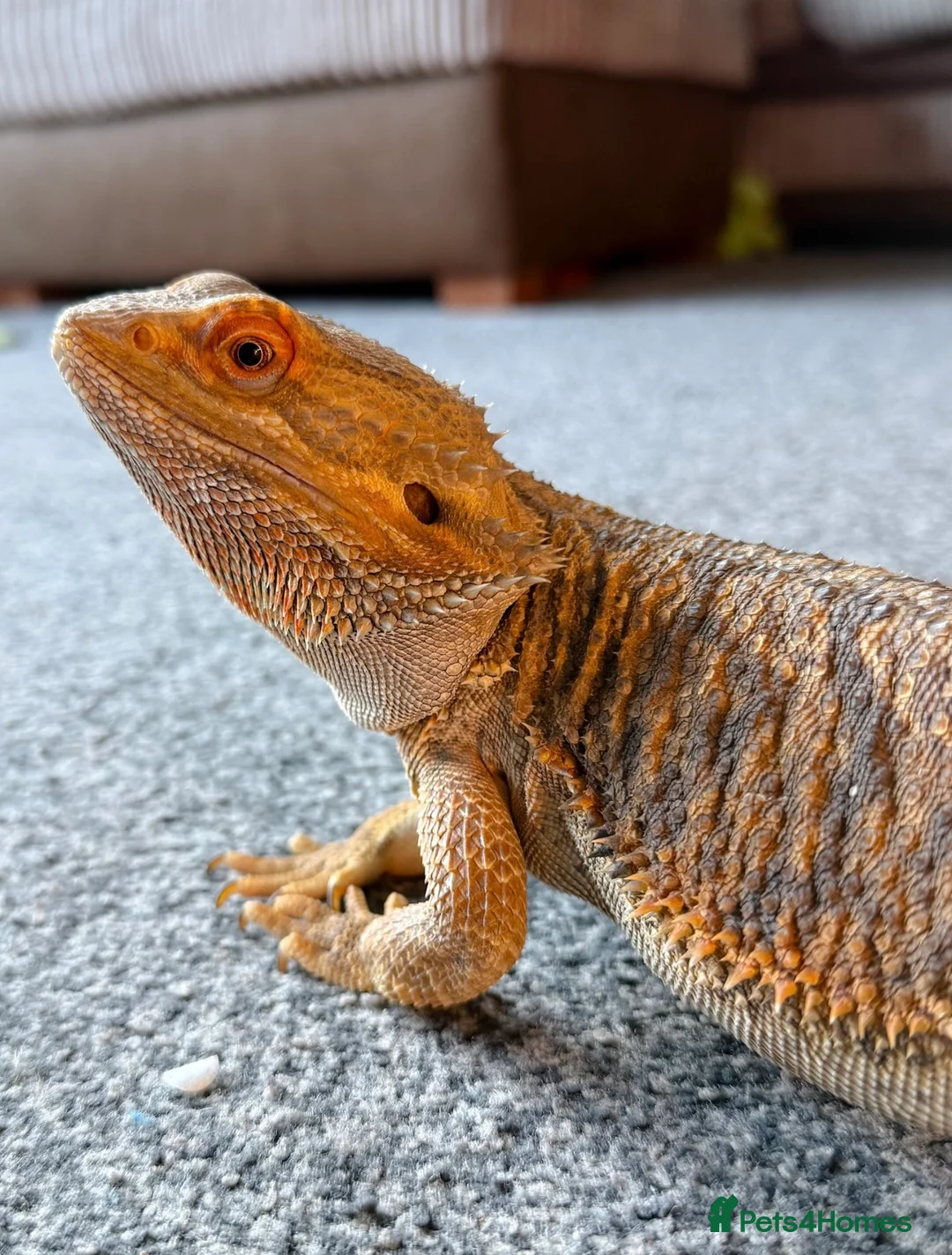 Bearded Dragon reptiles for sale: Wonderful Family Bearded Dragon For Adoption.  - Advert 4