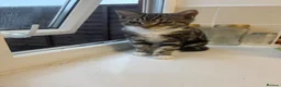 Mixed Breed cats for sale: Cute tabby kittens  - Advert 3