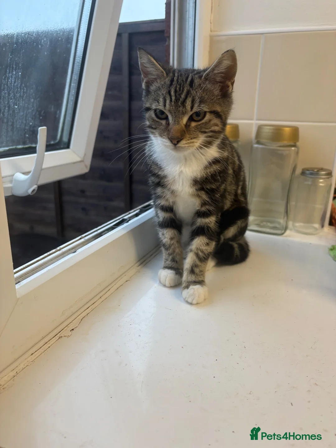 Mixed Breed cats for sale: Cute tabby kittens  - Advert 3