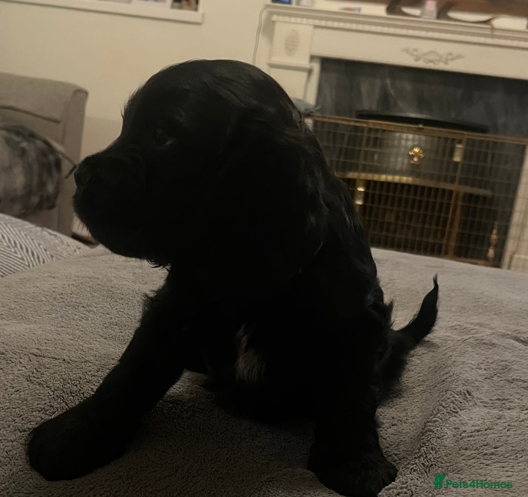 Cockapoo dogs for sale: Cockapoo X Coker spaniel  - Advert 8