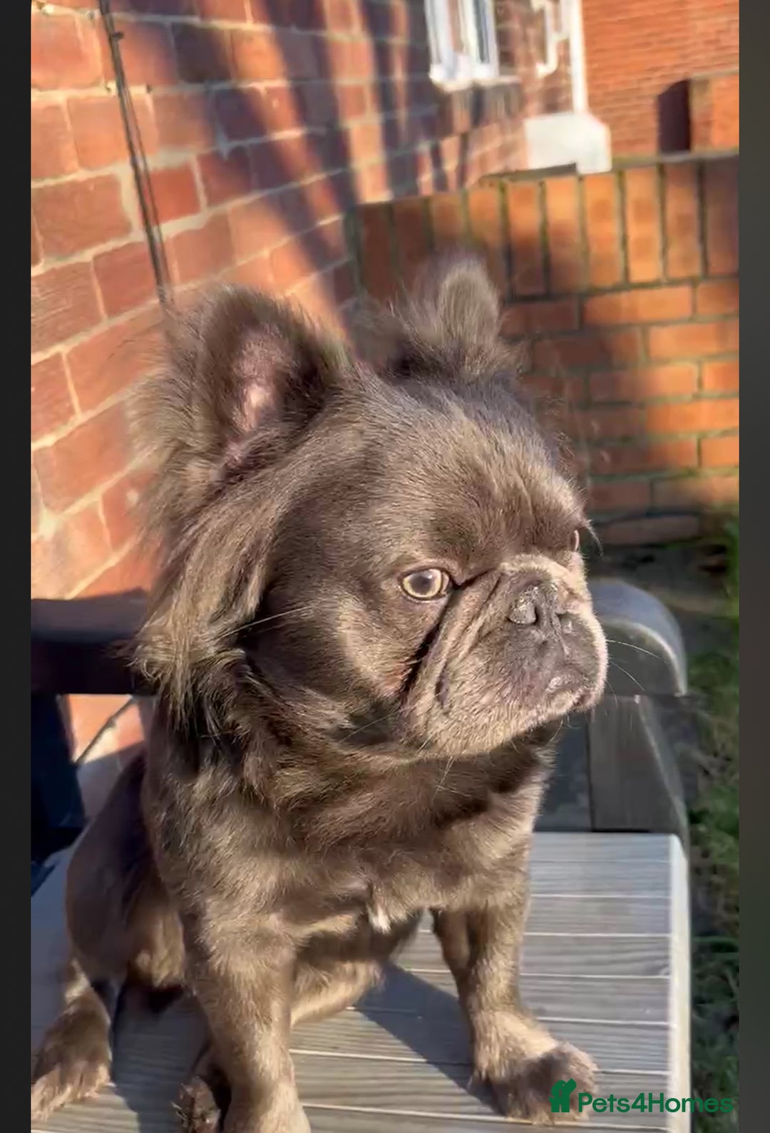 Long Haired What Is A Frenchie Long Haired Frenchie For Sale Near