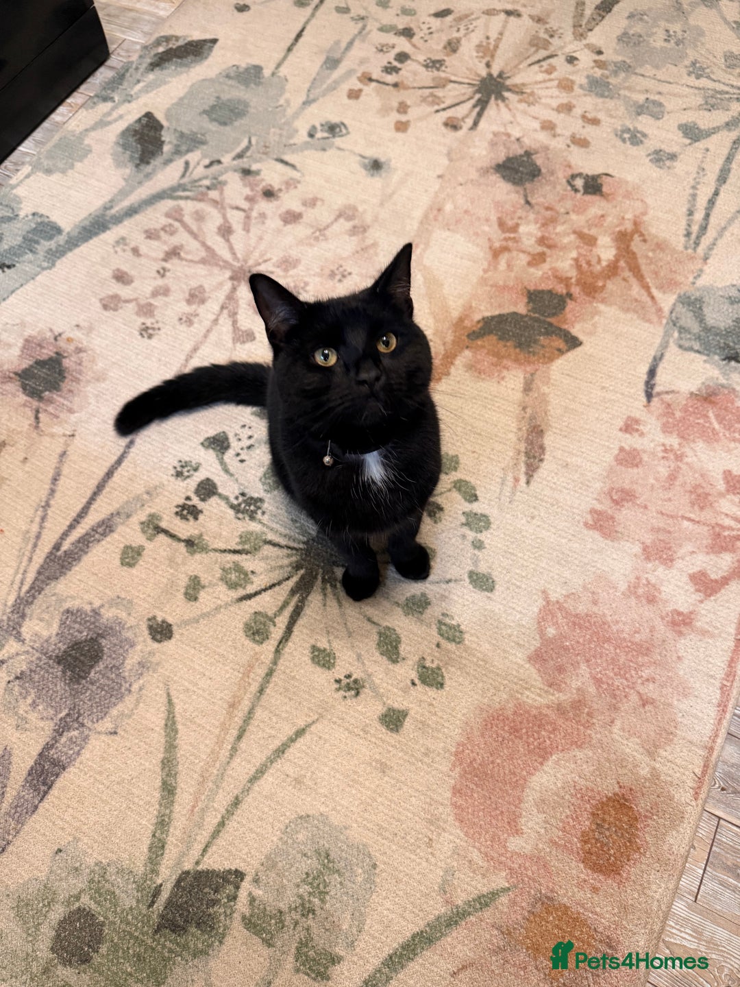 Balinese cats for sale: Cat for sale - Advert 2