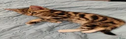 Mixed Breed cats for sale: Kittens for Sale in Barnsley - Advert 9