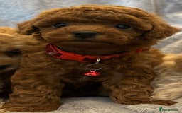 Maltipoo dogs for sale: 🐶 3 Gorgeous Toy Maltipoo F1b Puppies for sale🐶  - Image 3