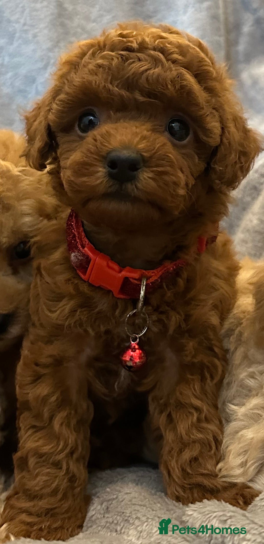 Maltipoo dogs for sale: 🐶 3 Gorgeous Toy Maltipoo F1b Puppies for sale🐶  - Image 3