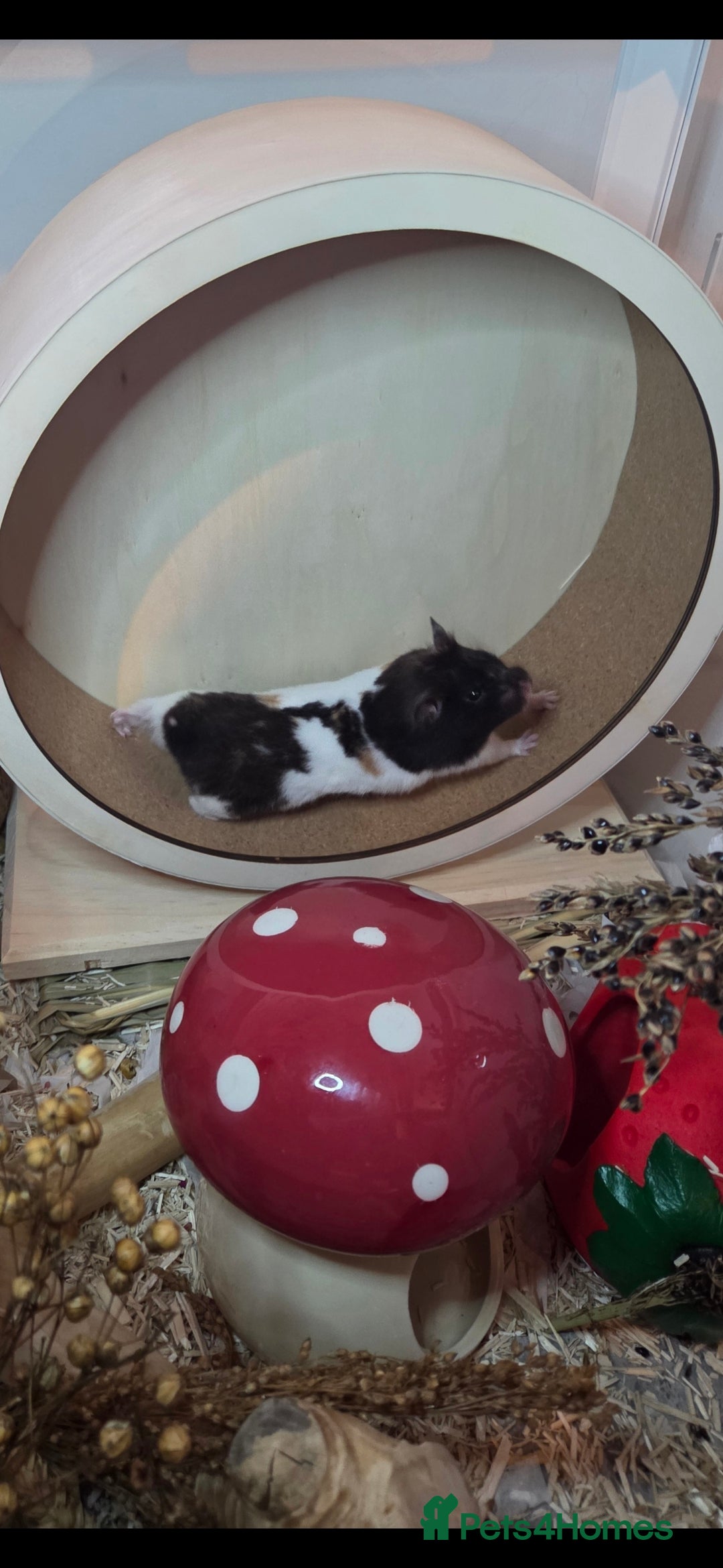 Hamster rodents for sale: Female syrian hamster for adoption - Advert 5