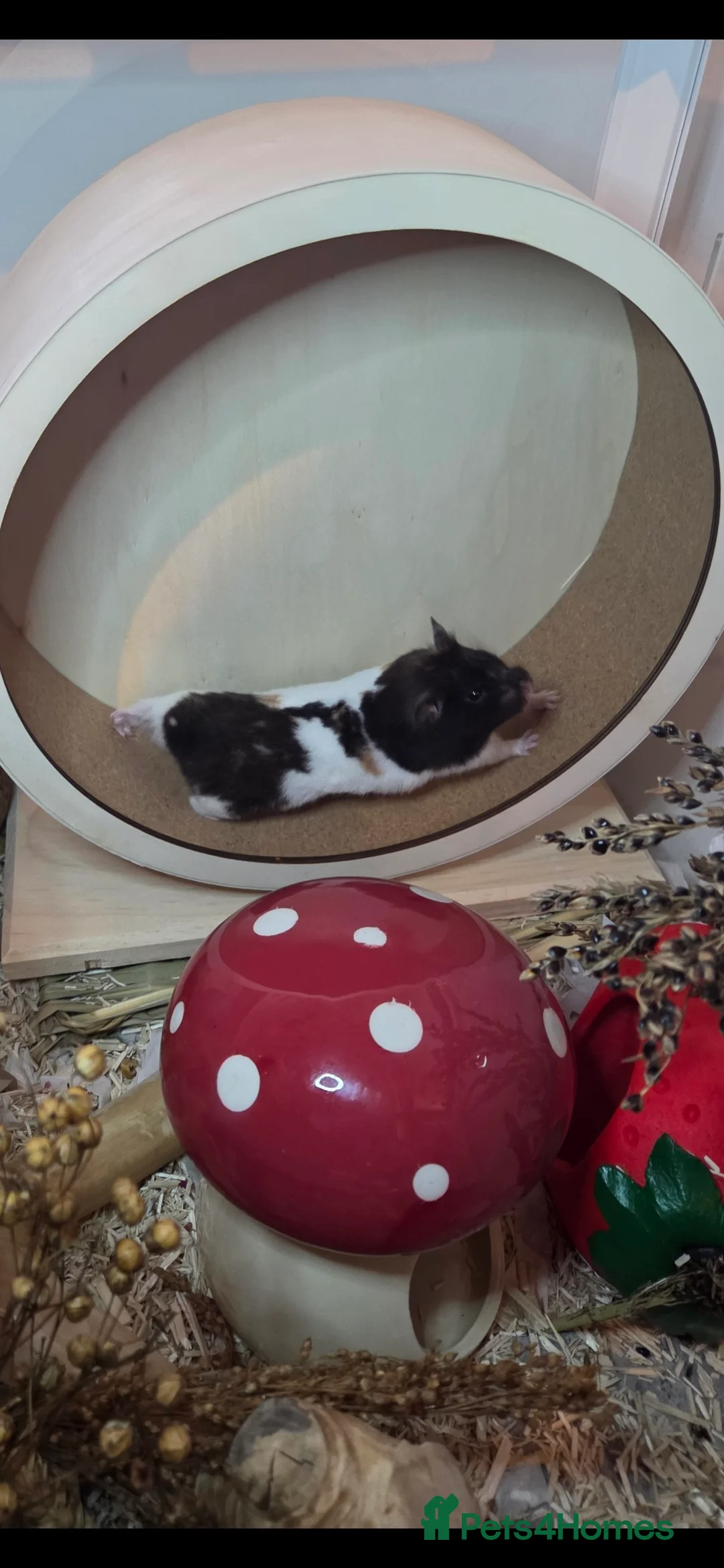 Hamster rodents for sale: Female syrian hamster for adoption - Advert 5