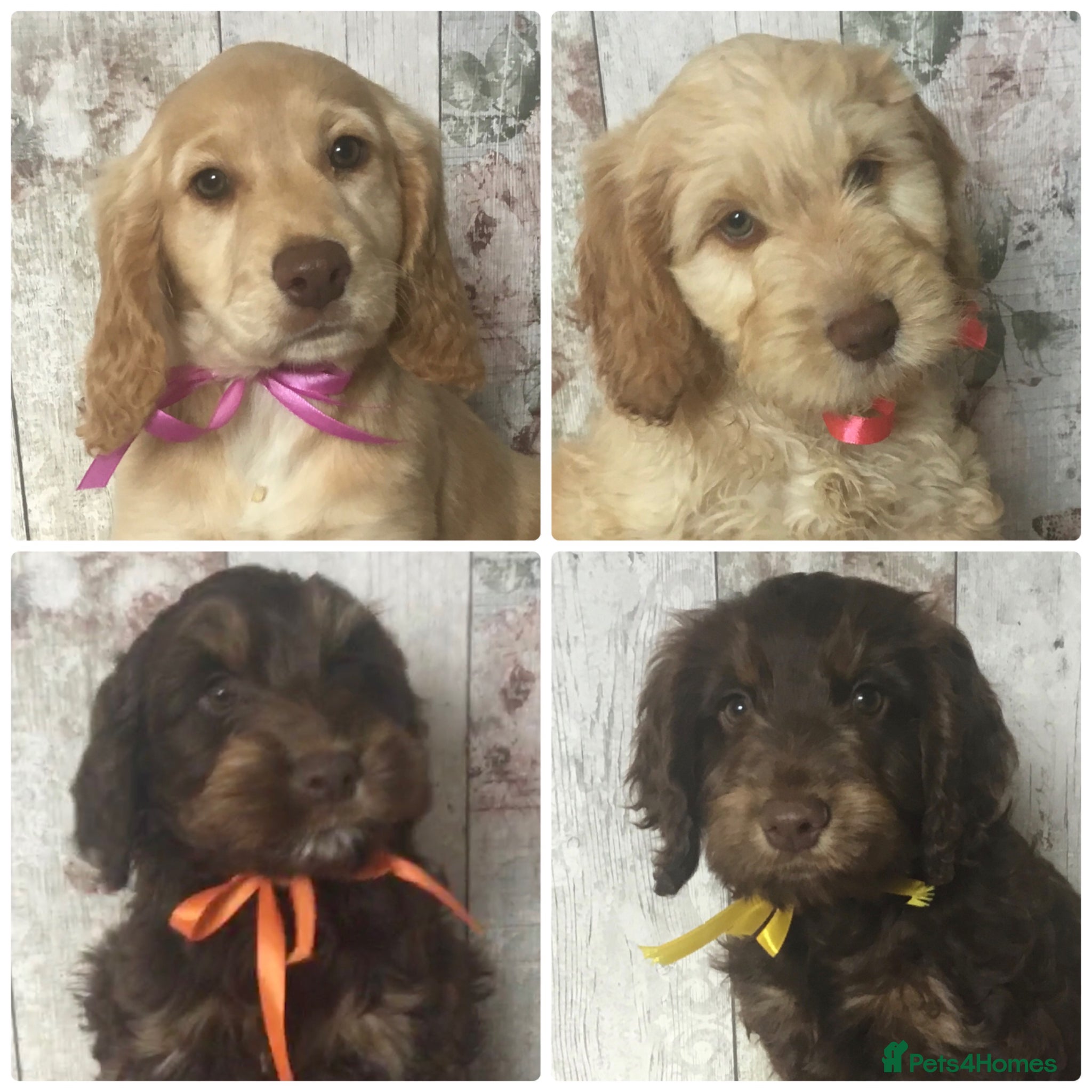 Mixed Breed dogs Mini Doodle x Cocker pups - Advert 2