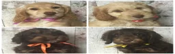 Mixed Breed dogs for sale: Medium to small Mini Doodle pups - Advert 2