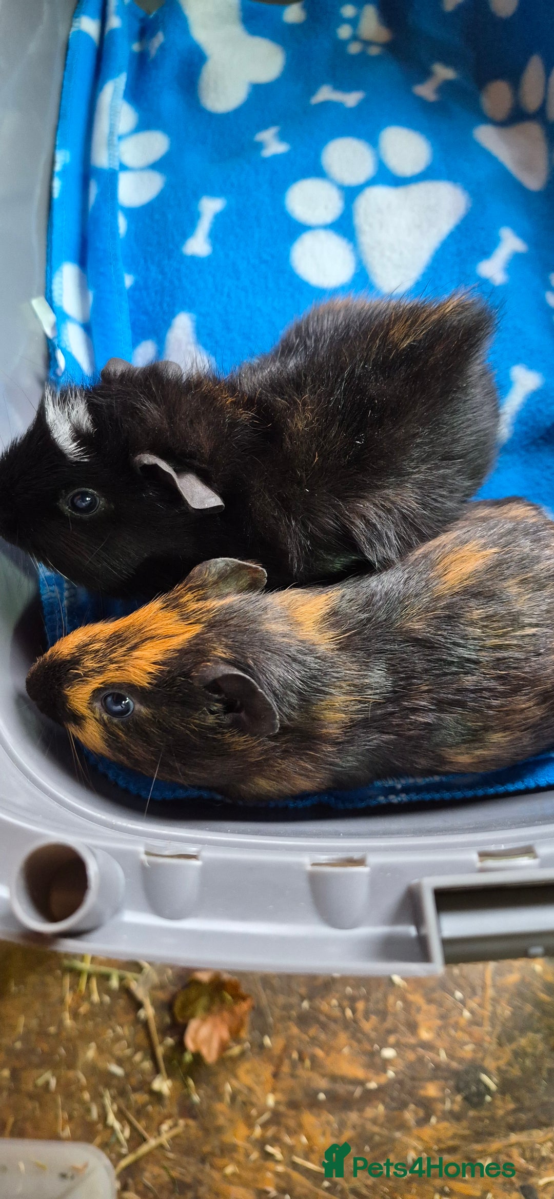 Guinea Pig rodents for sale: 2x Male guinea pigs - Advert 5