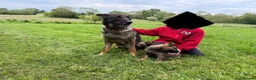 German Shepherd dogs for sale: German Shepherd dog pup - Advert 3