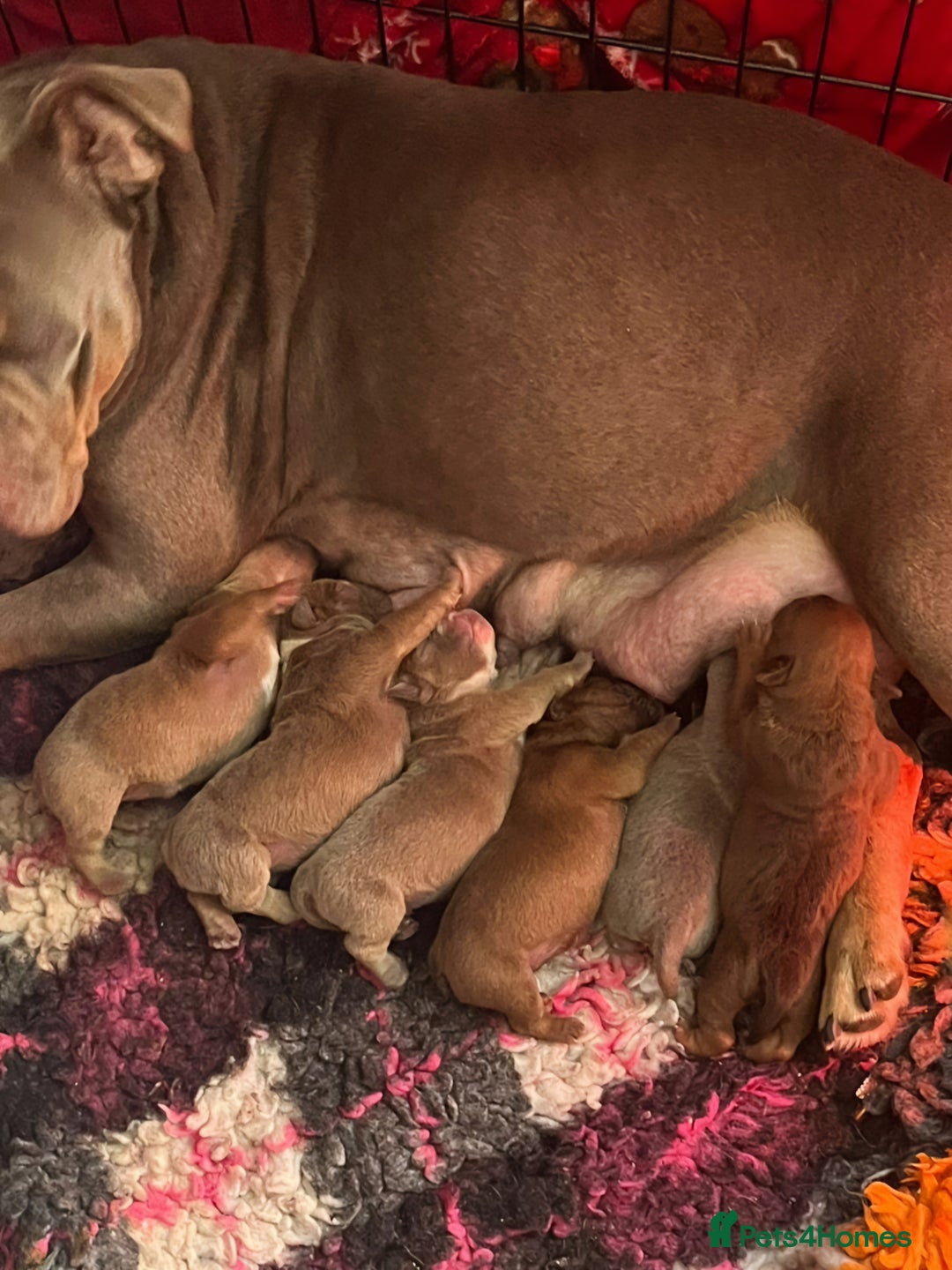 Olde English Bulldogge dogs for sale: BUYER PULL OUT LAST MALE REDUCED!!!! - Advert 13