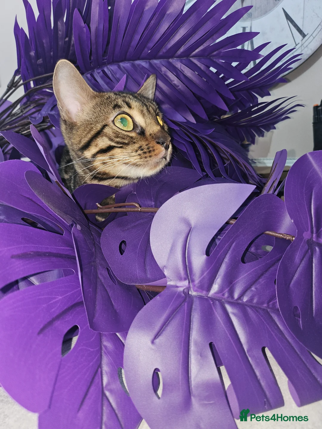 Bengal cats for sale: Stunning bengal kittens  - Advert 2