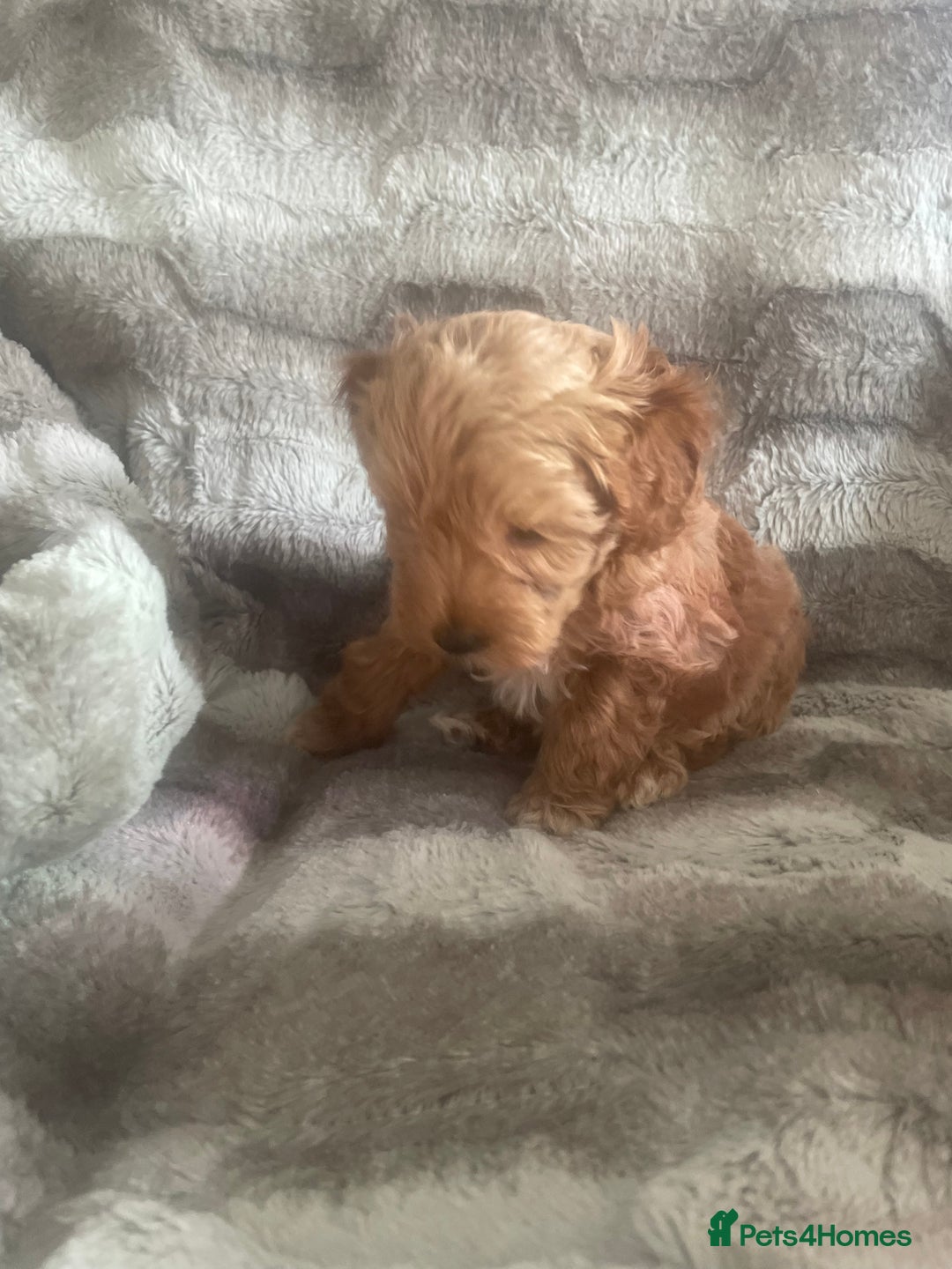Toy Poodle dogs for sale: Toy poodle puppies  - Advert 16