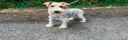 Fox Terrier dogs for sale: Fox Terrier Puppies For Sale  in Ashford - Advert 7