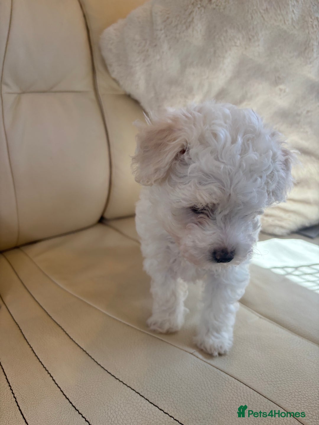 Toy Poodle dogs for sale: Toy poodle x Asian import  - Image 4