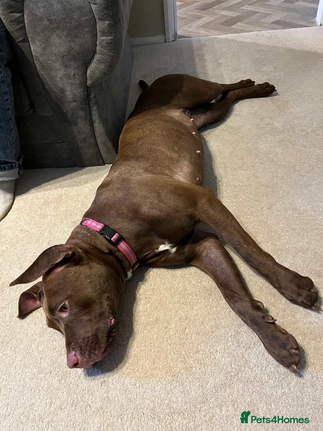Mixed Breed dogs for sale: Loving Home Wanted for Luna 9 Month Old StaffxLab - Advert 6