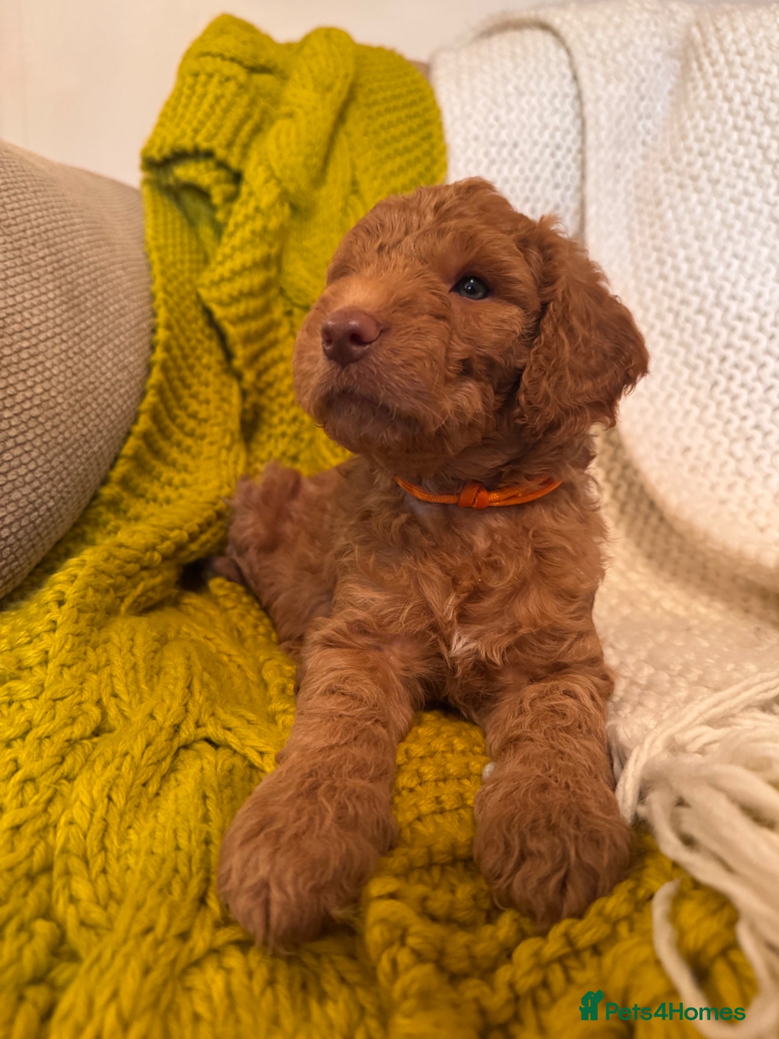 Mixed Breed dogs Adorable Australian Labradoodle puppies - Advert 1