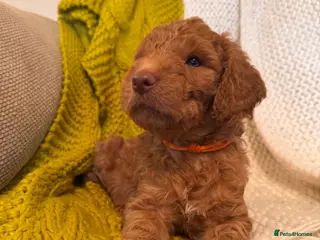Mixed Breed dogs Adorable Australian Labradoodle puppies - Advert 5