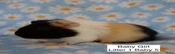 Guinea Pig rodents for sale: A tiny bundle of squeaks and love! in Glossop - Advert 6