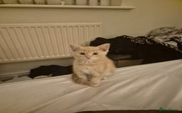 Mixed Breed cats for sale: Beautiful kittens ready - Image 1