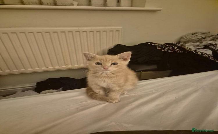 Mixed Breed cats - Advert 2