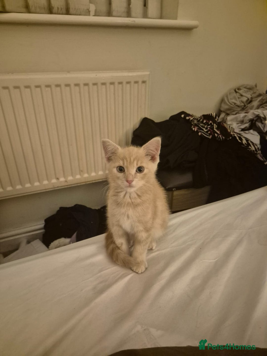 Mixed Breed cats for sale: Beautiful kittens ready - Image 1