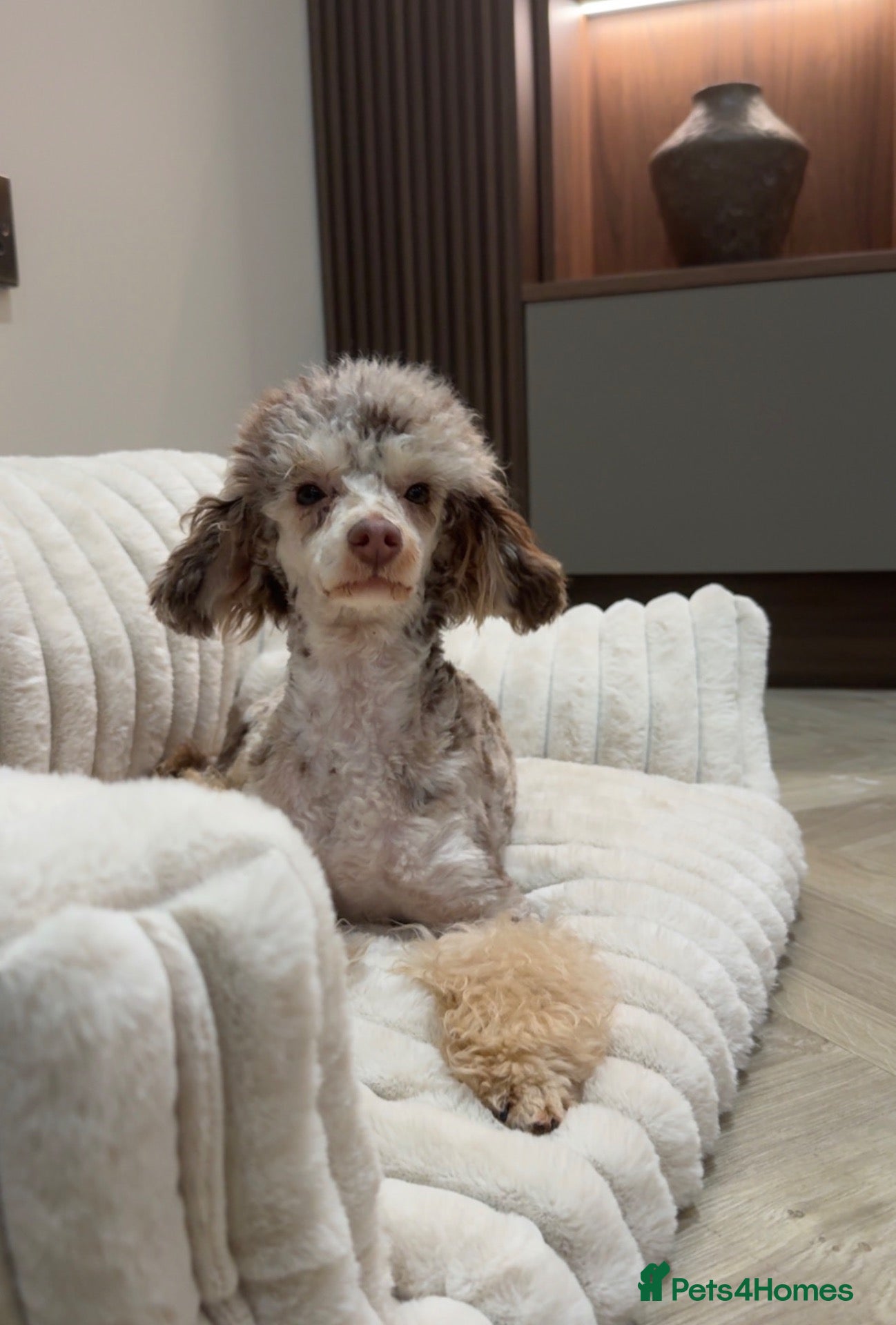 Toy Poodle dogs CHOCOLATE MERLE Toy Poodles 🍫 🐩  - Advert 2