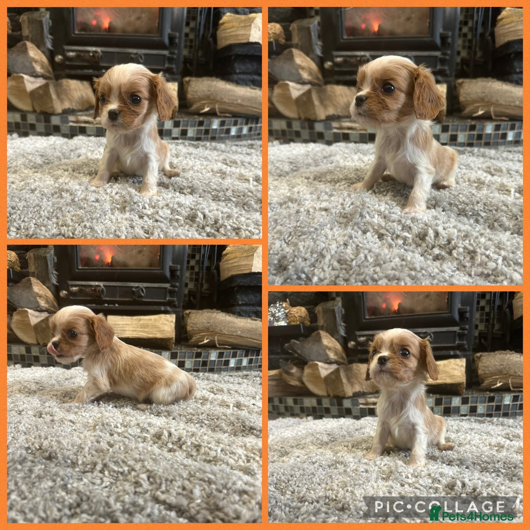 Cavalier King Charles Spaniel dogs for sale: ** DNA CLEAR 🧬 KC REGISTERED CAVALIER PUPPIES ** - Advert 5