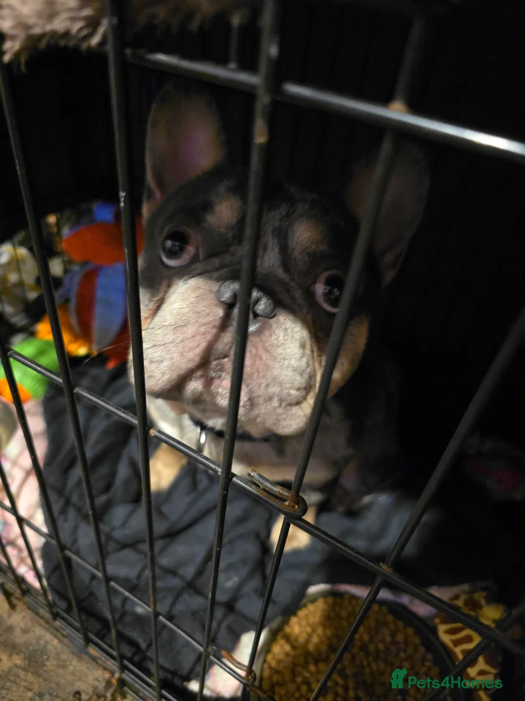 French Bulldog dogs for sale: MELAL MALE FRENCHIE  - Advert 2