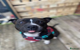 Staffordshire Bull Terrier dogs for sale: 4 year old Staffordshire bull terrier - Image 5