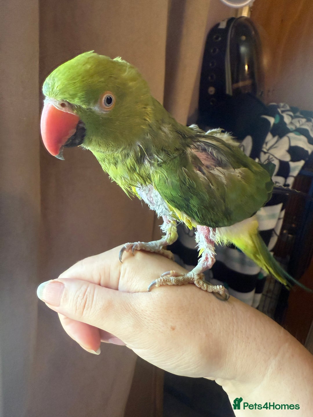 Ringnecks birds for sale: Tame ringneck  - Advert 1