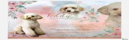 Cavapoo dogs for sale: F1 Cavapoo puppies - Advert 3