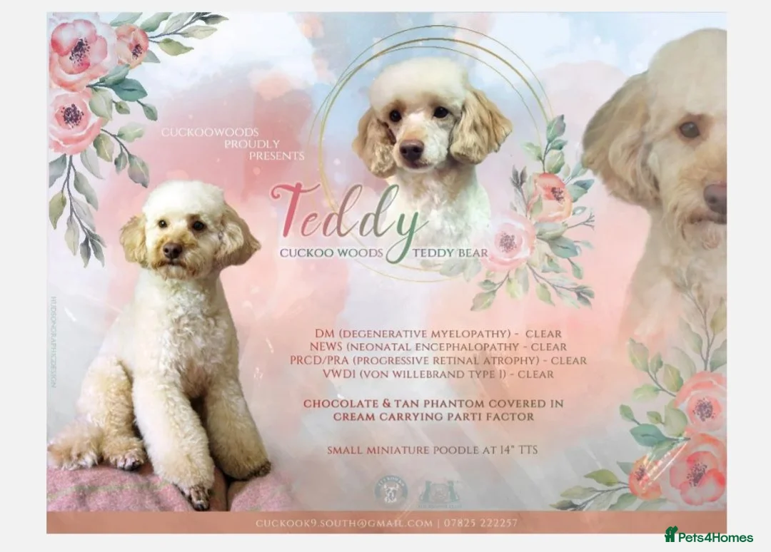 Cavapoo dogs for sale: F1 Cavapoo puppies - Advert 3