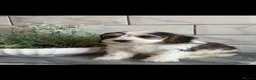 Cockapoo dogs for sale: Ready now f1 Cockerpoos  - Advert 12